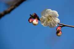 神代植物公園【梅：八重海棠】