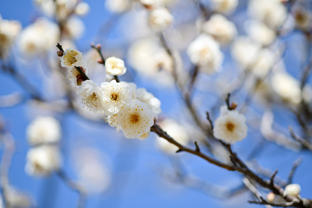 小田原フラワーガーデン【梅の花：明星】20260130