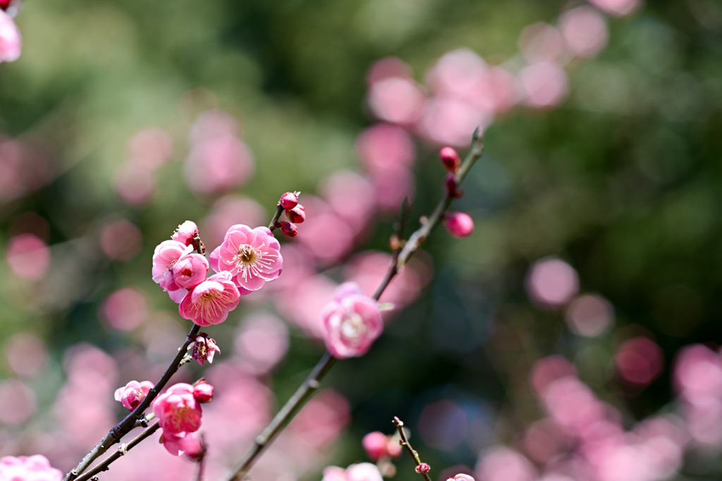 小田原フラワーガーデン【梅の花：鴛鴦】①20260130