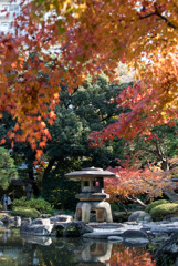 【旧古河庭園の紅葉】④20181201