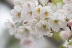 本牧山頂公園【サクラ：山桜】④20190330