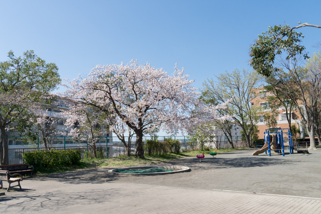 近所のサクラ【市ケ尾第二公園】①20200402