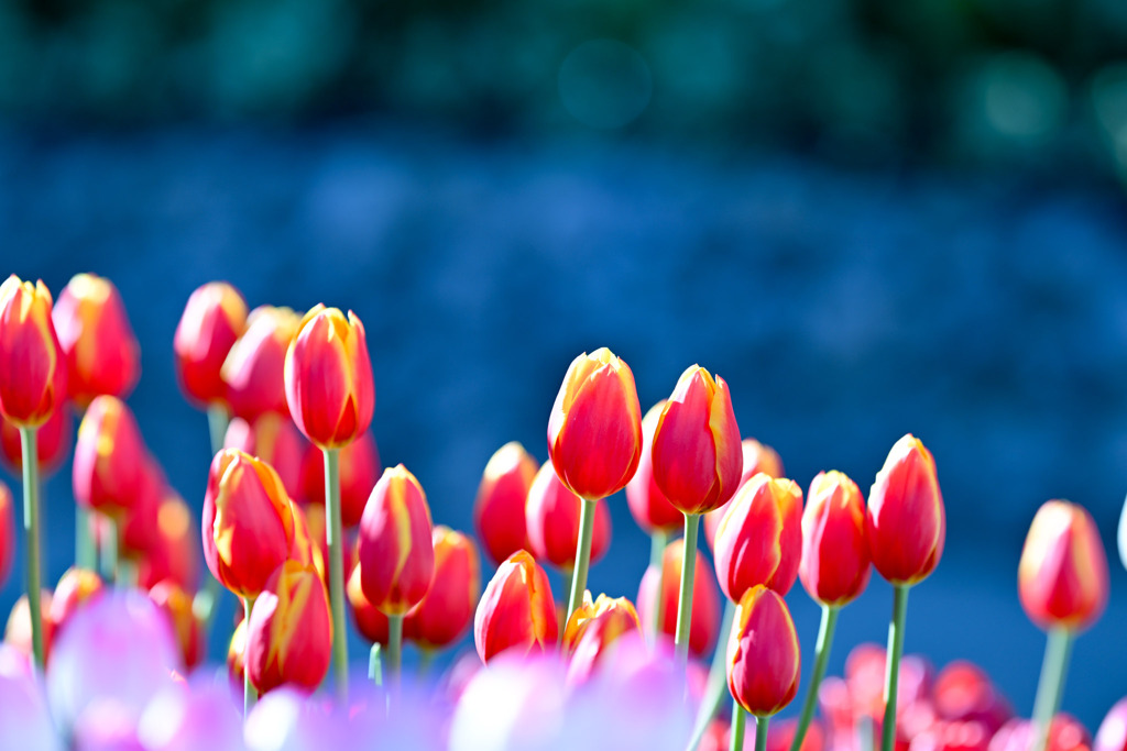 サムエル・コッキング苑【チューリップ：ハニーファンダモスト】②20260106