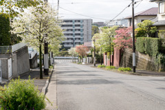 早朝ウォーキング【ハナミズキ街路】②20200421