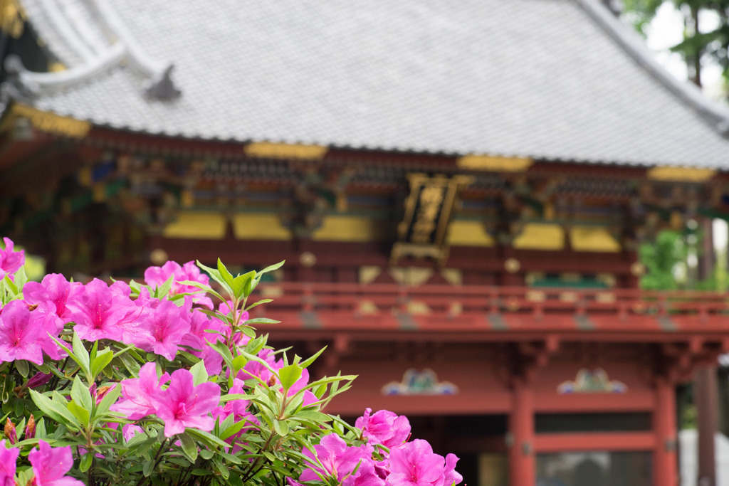 根津神社つつじ祭り【つつじ苑内の散策】⑤20190427