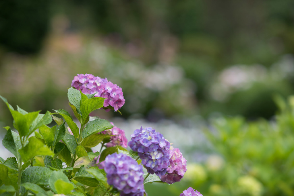 正覚寺【紫陽花】①20190608