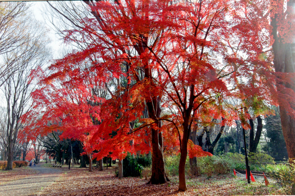 神代植物公園 自由広場の紅葉 1213 By 写真道楽人 Id 写真共有サイト Photohito