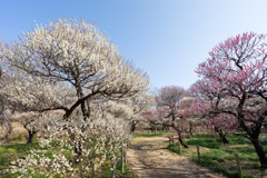 府中市郷土の森梅園【梅園のの眺め】②20190302