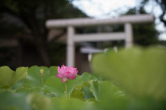 【小山田神社(蓮の花)】①20150719