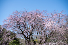 六義園【桜：枝垂れ桜】②20230314