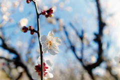 神代植物公園【梅：冬至】②20190126