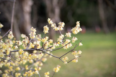 神代植物公園【ロウバイ】①20200112