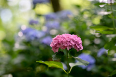 生田緑地【あじさい山：紫陽花(赤系)】20250620