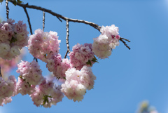 神代植物公園【桜：福禄寿】②20170423
