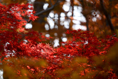 神代植物公園【かえで園(紅葉のアップ)】②20251130