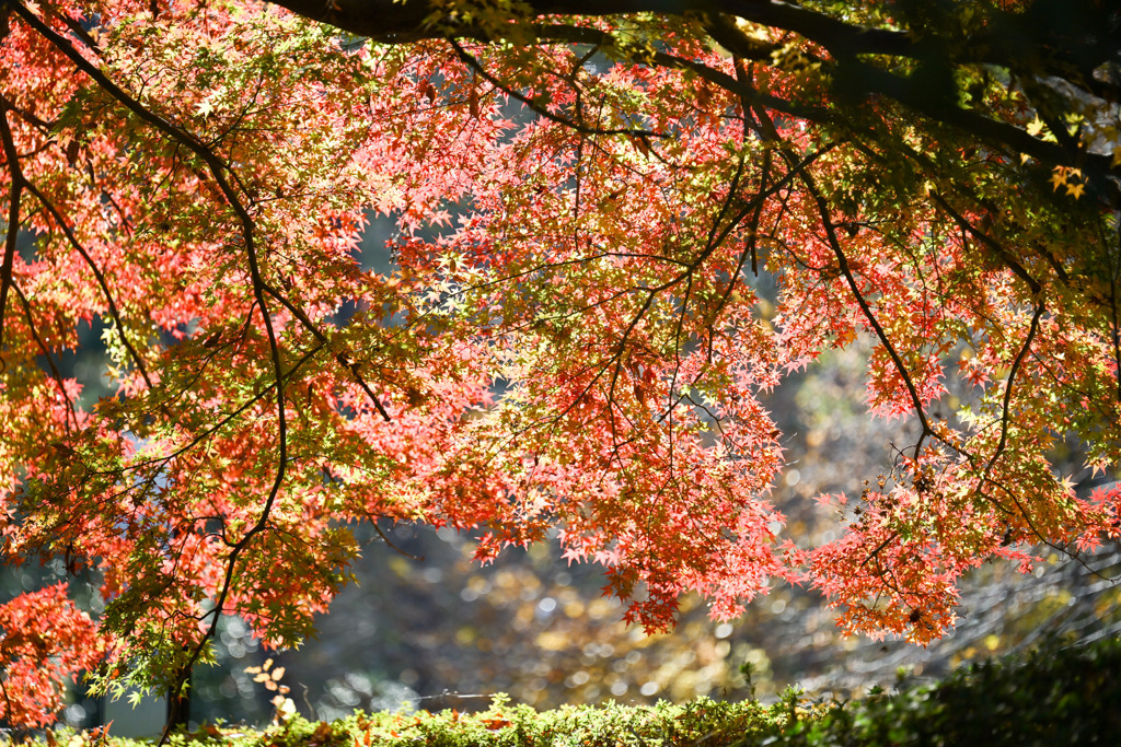 神代植物公園【かえで園(紅葉のアップ)】①20251130