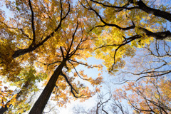 神代植物公園【雑木林付近の紅葉】③20191214