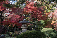 小石川後楽園【涵徳亭近辺の紅葉】20181201