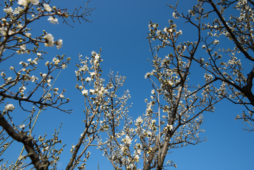 小田原フラワーガーデン【梅：一重緑萼】①20170128