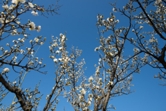 小田原フラワーガーデン【梅：一重緑萼】①20170128