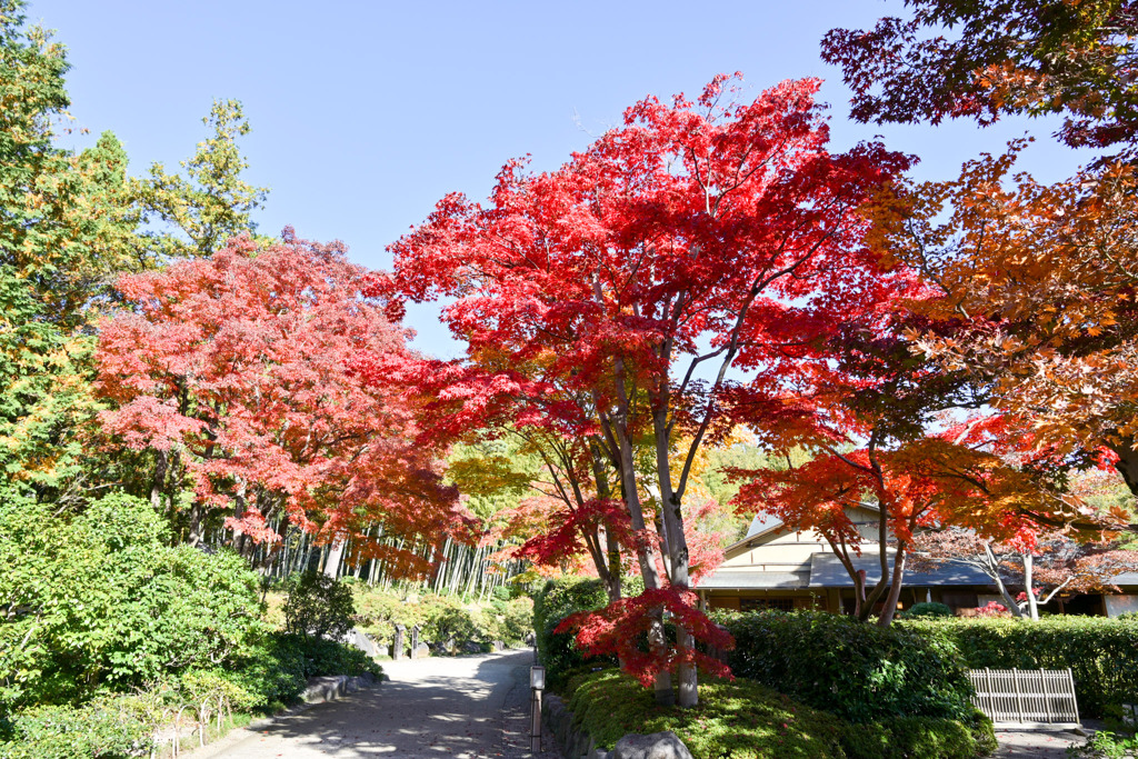 昭和記念公園【日本庭園の紅葉：清池軒沿いの眺め】③20251117