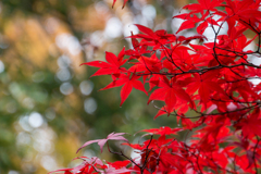 【ささぶねの道の紅葉】②20161120