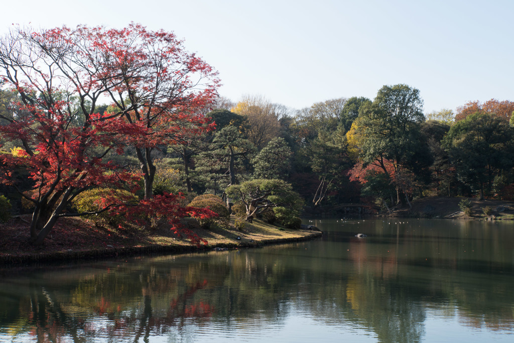 六義園【紅葉：中の島】20171202