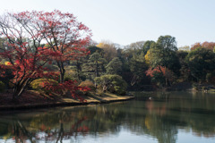 六義園【紅葉：中の島】20171202