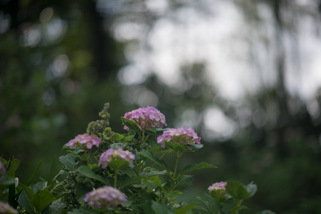 正覚寺【紫陽花(赤紫系)】①20220604