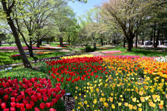 昭和記念公園【渓流広場の眺め(遠景)】③20250416