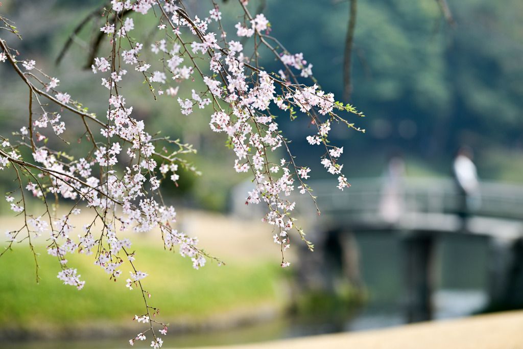 小石川後楽園【小廬山横の枝垂れ桜】③20250326