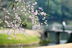 小石川後楽園【小廬山横の枝垂れ桜】③20250326