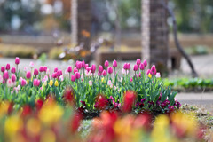 花菜ガーデン【アイスチューリップ(ピンク系)】③20251219