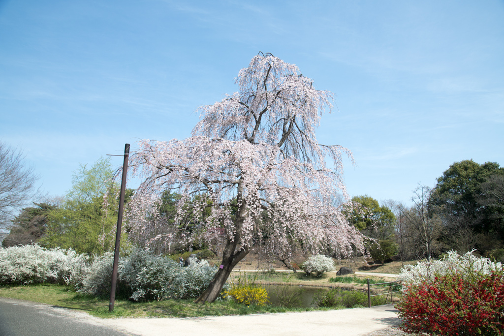 昭和記念公園【こもれぴの池付近：枝垂れ桜】20220402