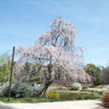 昭和記念公園【こもれぴの池付近：枝垂れ桜】20220402