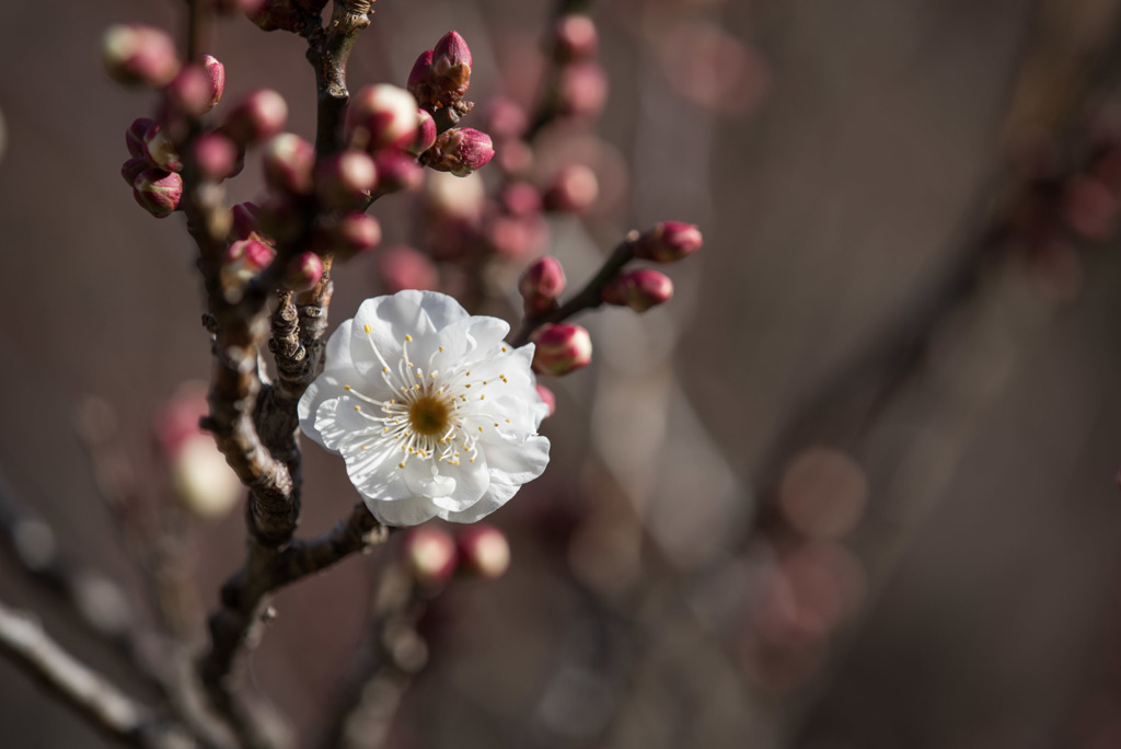 小田原フラワーガーデン【梅：辻村早咲】20180107
