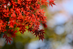 神代植物公園【かえで園(アップ)】⑤20241203