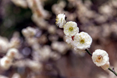 大船フラワーセンター【梅の花：八重茶青】20200215