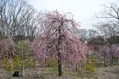 府中市郷土の森【梅：藤牡丹枝垂】①20240220