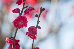 府中市郷土の森【梅の花：鹿児島紅】②20200211