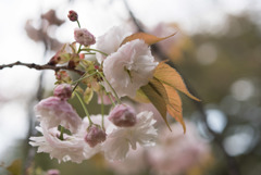 新宿御苑【里桜：普賢象】20180408