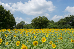 昭和記念公園【ヒマワリ：ハイブリットサンフラワー】①20190810