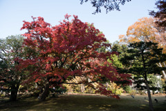 六義園【オオモミジ】②20181201