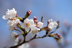 昭和記念公園【桜の園のサクラのアップ】②20200326