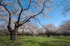昭和記念公園【桜の園の眺め】②20200326