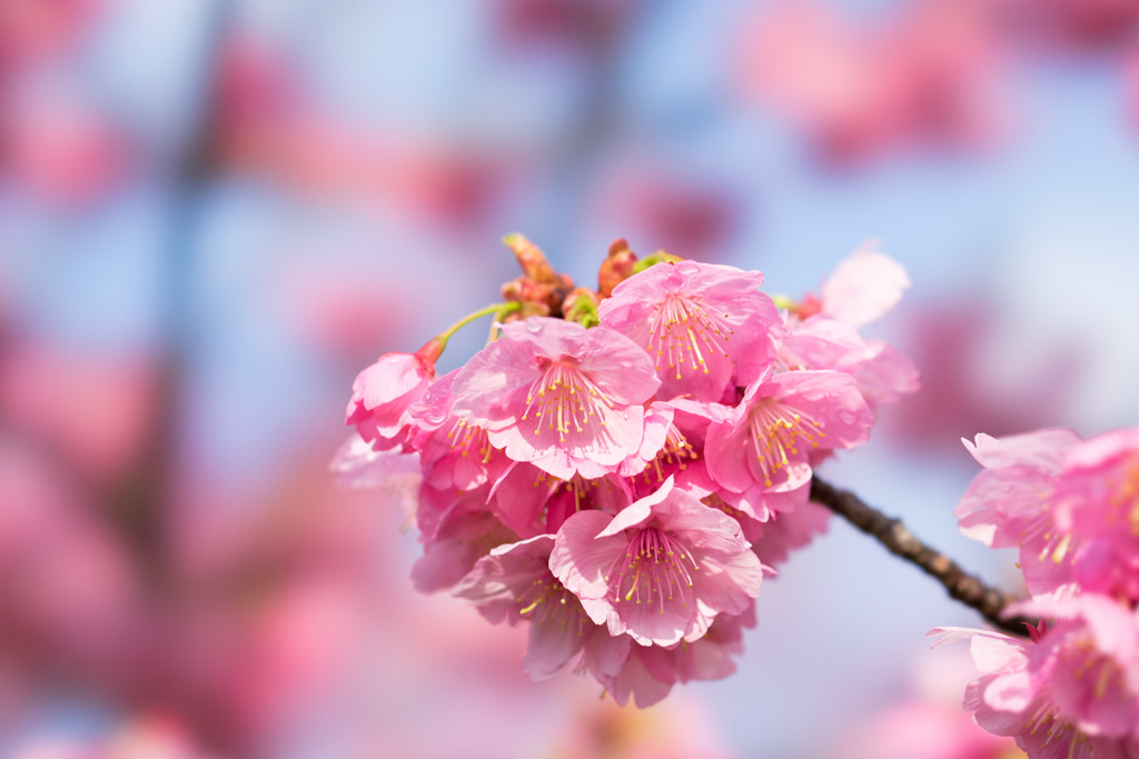 本牧山頂公園【桜：横浜緋桜】③20180324