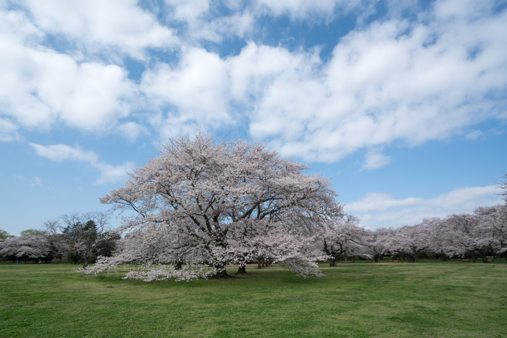 昭和記念公園【桜の園：桜林の眺め】②20230329