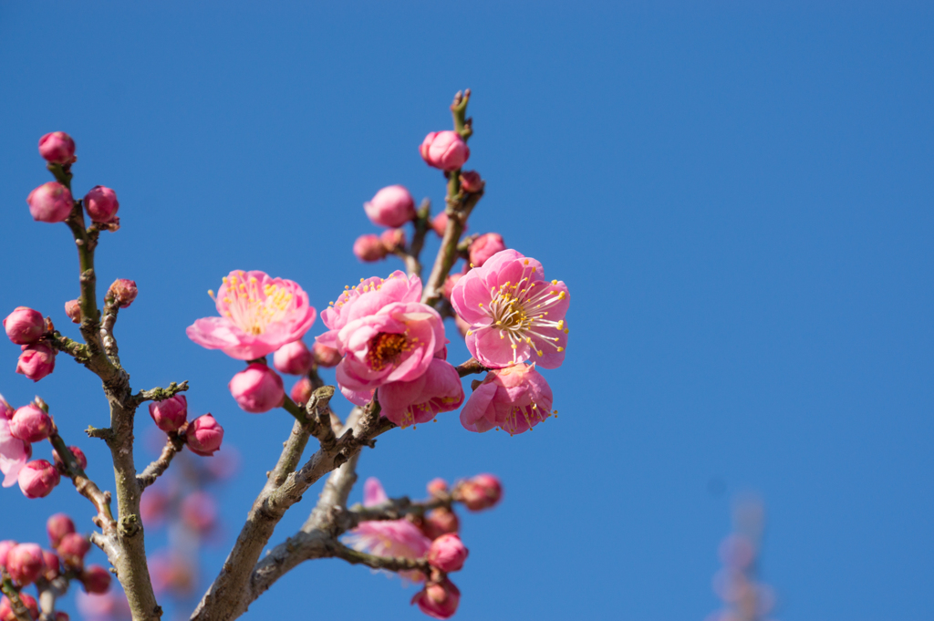 小田原フラワーガーデン【梅：世界の図】①20170128