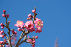 小田原フラワーガーデン【梅：世界の図】①20170128