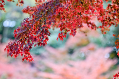 六義園【千鳥橋付近の紅葉】③20241202